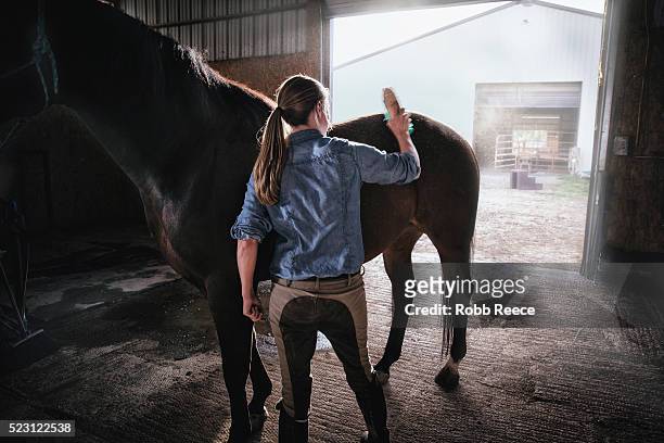 a woman brushes her horse standing in doorway of stable - ausrüstung für tiere stock-fotos und bilder