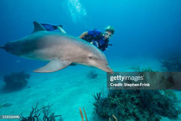 diver/trainer swims with dolphin. - freeport bahamas stock pictures, royalty-free photos & images