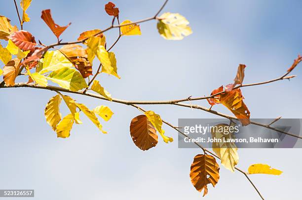 autumn leaves - loch tummel stock pictures, royalty-free photos & images