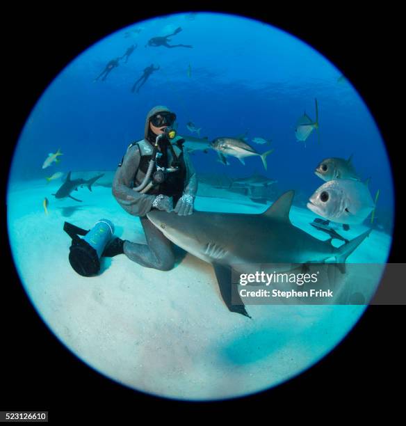 shark junction dive site, with shark feeder cristina zenato (released). - grupo pequeño de animales fotografías e imágenes de stock