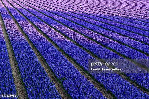 sun and shadow on the hyacinth fields - lisse stock pictures, royalty-free photos & images