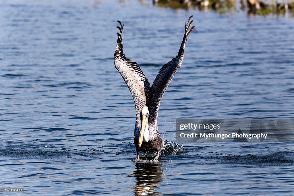 Wings Over Bolsa Chica