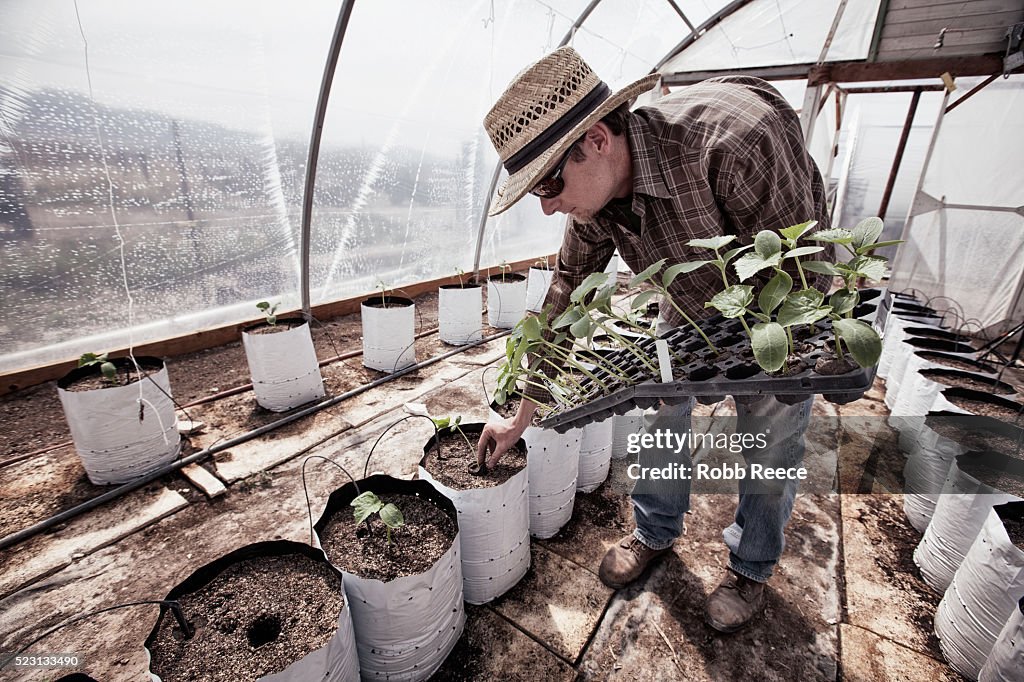 Organic farmer planting in greenhouse