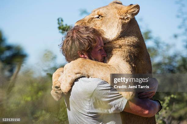 man and lioness: sirga the lioness and val hugging - lion lioness stock pictures, royalty-free photos & images