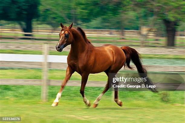 arabian horse trotting in paddock - trotto-andatura-animale foto e immagini stock