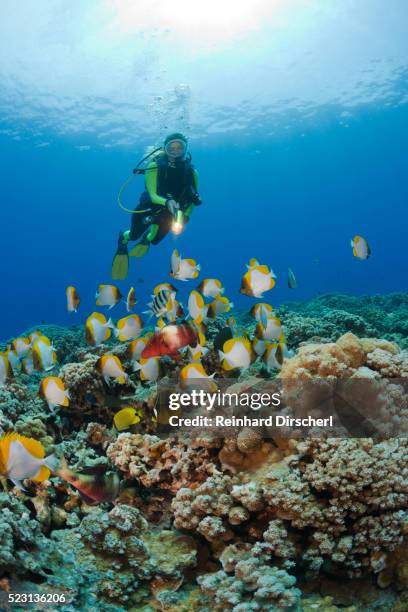 yramid butterflyfishes and diver, hemitaurichthys polyepis, molokini crater, maui, hawaii, usa - scuba diving stock pictures, royalty-free photos & images
