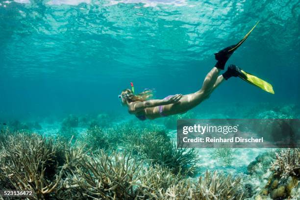 skin diving at palau, micronesia, palau - palau photos et images de collection