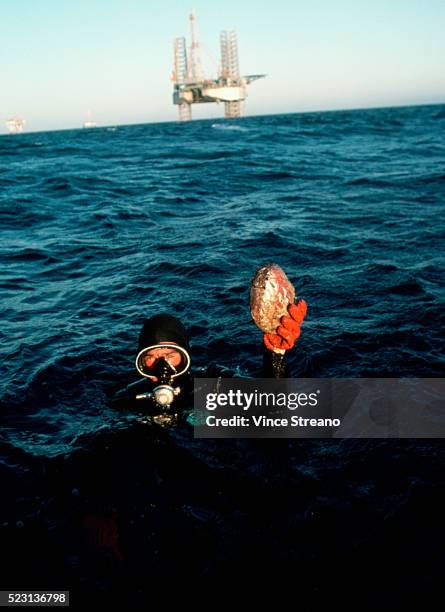 diver showing abalone in pacific ocean - abalone ストックフォトと画像