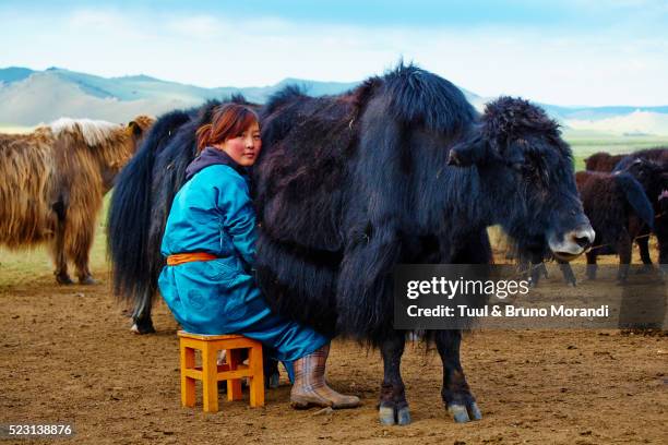 mongolia, bayankhongor, time to milk the yak - mongolië stockfoto's en -beelden