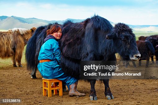 Mongolia, Bayankhongor, time to milk the yak Mongolia, Bayankhongor, time to milk the yak