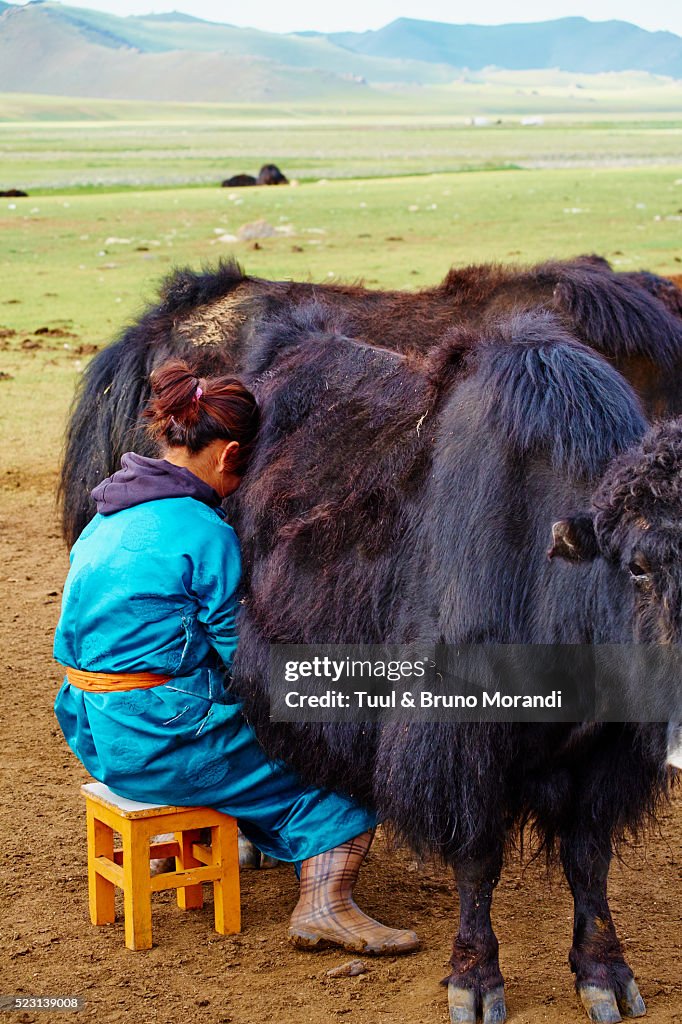 Mongolia, Bayankhongor, time to milk the yak