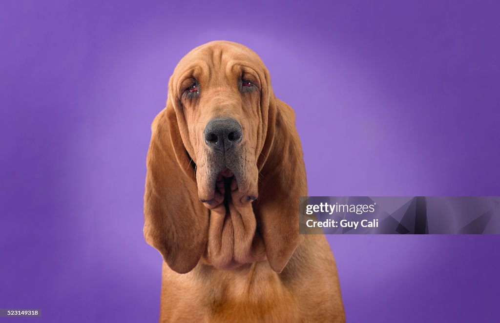 Bloodhound