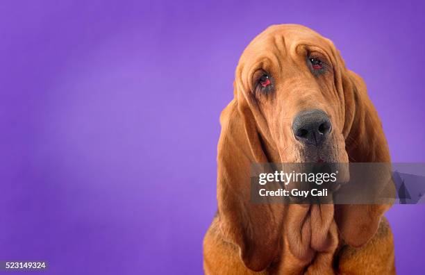 bloodhound - bloodhound stock pictures, royalty-free photos & images