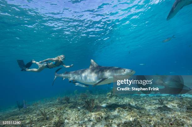 tiger shark and snorkeler - countershading stock-fotos und bilder