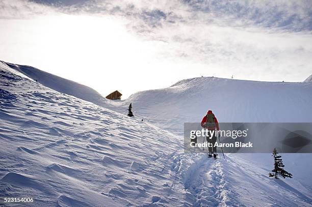 skier in red jacket hiking up on snow beside dog - avalanche bildbanksfoton och bilder