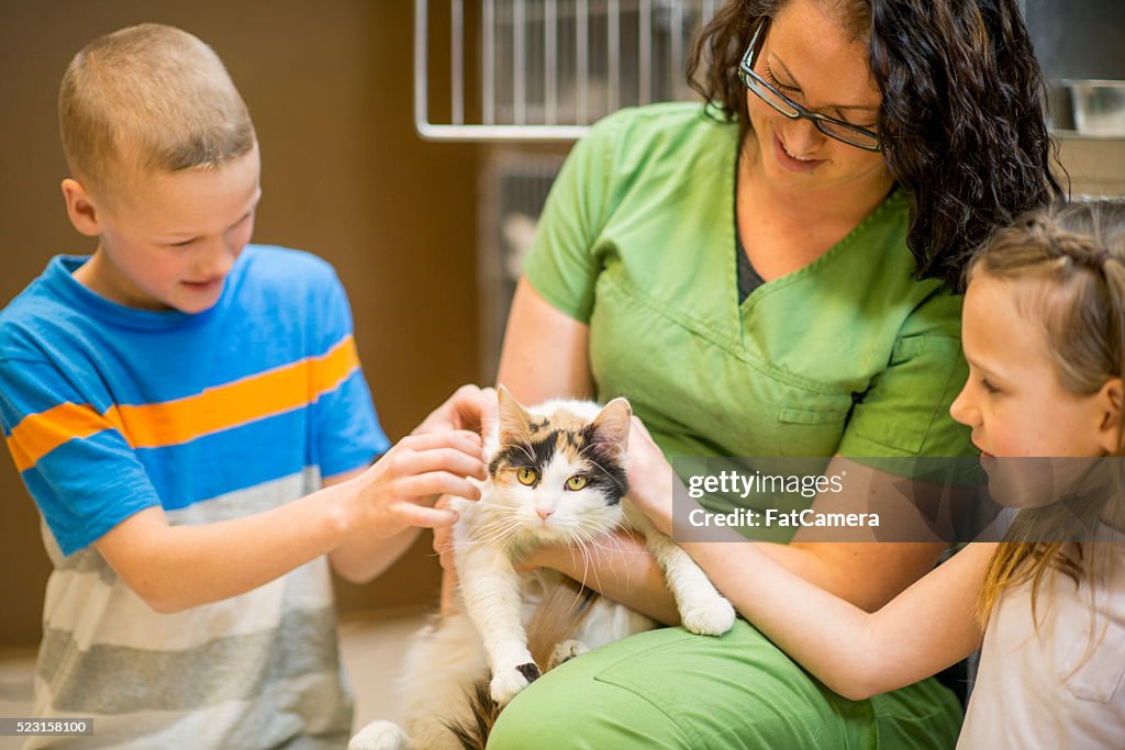 Acariciando um gato no abrigo de animais