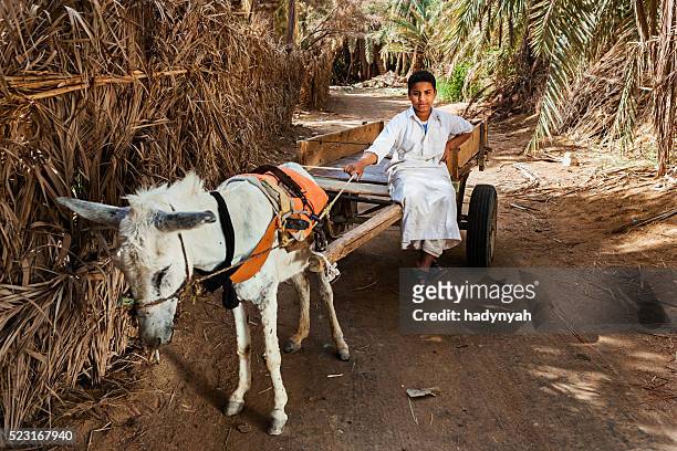 muslim young boy riding on donkey cart, siwa oasis, sahara - young muslim man stockfoto's en -beelden