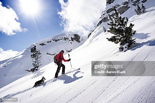 man skinning up a snow slow followed by a dog - dog husky stock-fotos und bilder