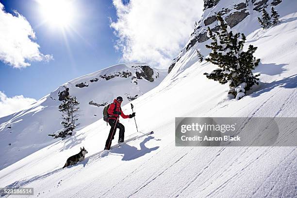 man skinning up a snow slow followed by a dog - avalanche bildbanksfoton och bilder
