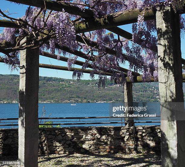 belvedere gazebo with flowering wisteria, lake maggiore, northern italy - glicine fotografías e imágenes de stock