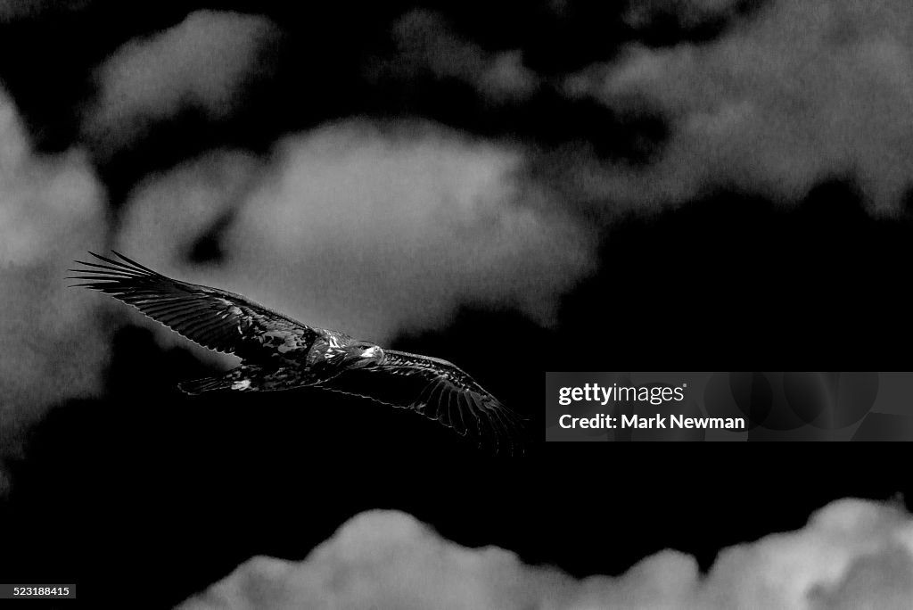 Bald eagle, infrared