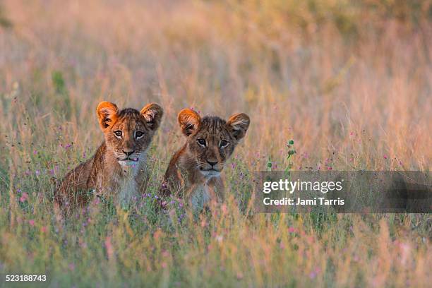 a pair of lion cubs hiding in tall grass - カラハリトランスフロンティア公園 ストックフォトと画像