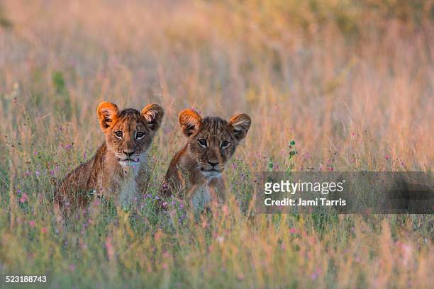a pair of lion cubs hiding in tall grass - kalahari desert 個照片及圖片檔