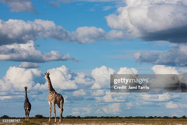 southern giraffe walking under a cloud-filled sky - kalahari desert stockfoto's en -beelden