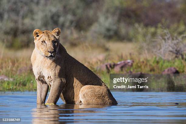 a female lion sitting in a water hole - カラハリゲムスボック国立公園 ストックフォトと画像
