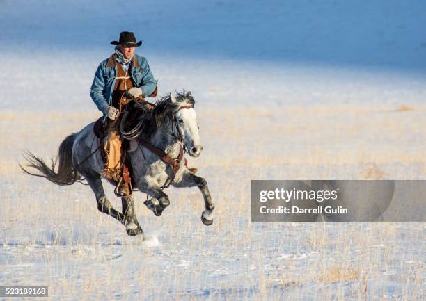 horses running fresh snow - cowboy foto e immagini stock