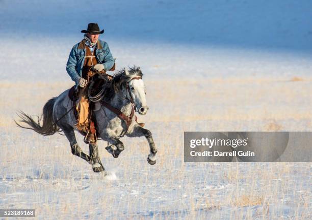horses running fresh snow - animal riding stockfoto's en -beelden