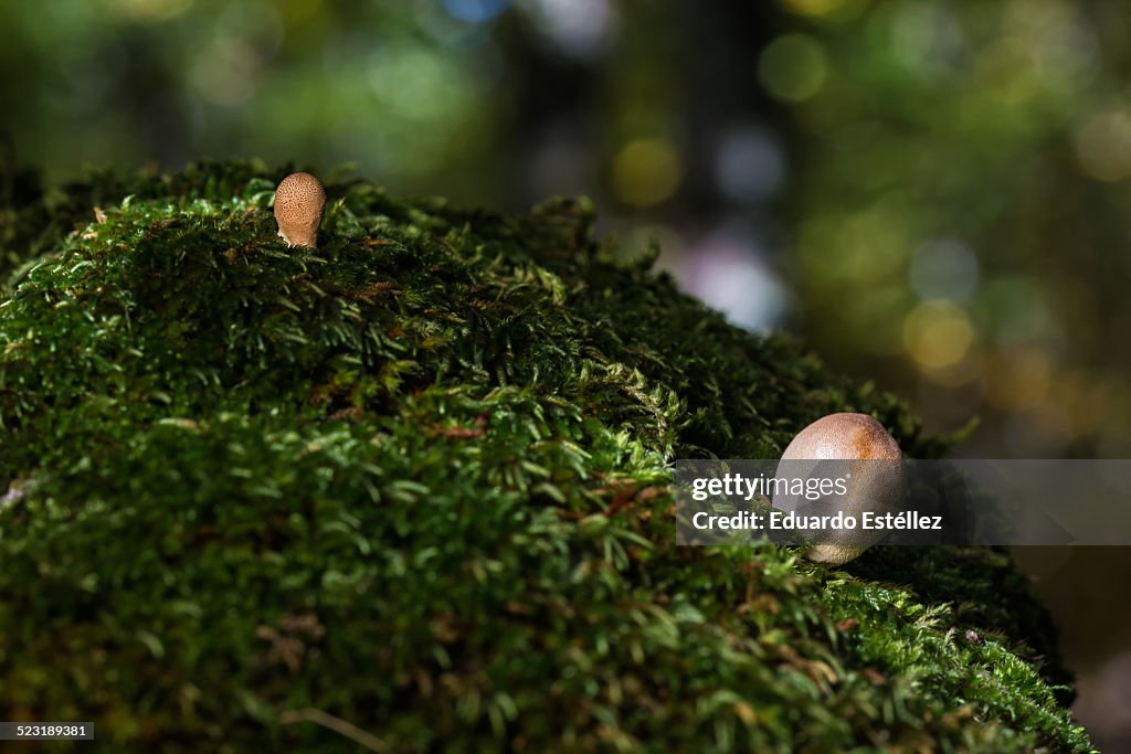 Small mushrooms on moss
