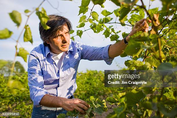 grape farmer checking vines - jim farmer stock pictures, royalty-free photos & images