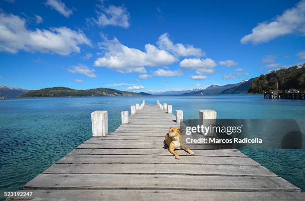 dog at dock - villa-la-angostura stockfoto's en -beelden