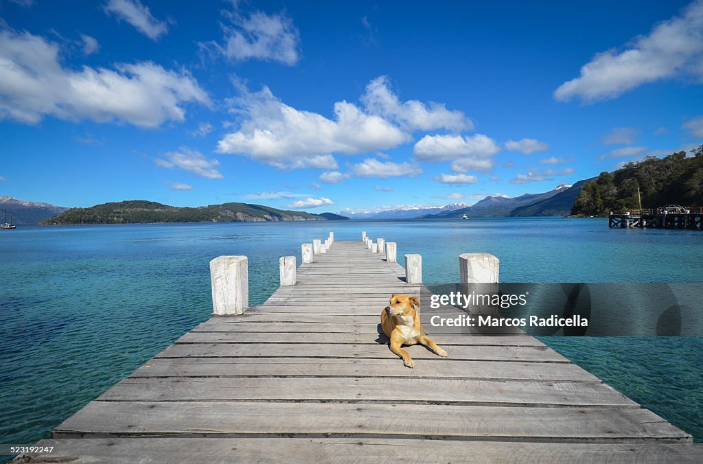 Dog at dock