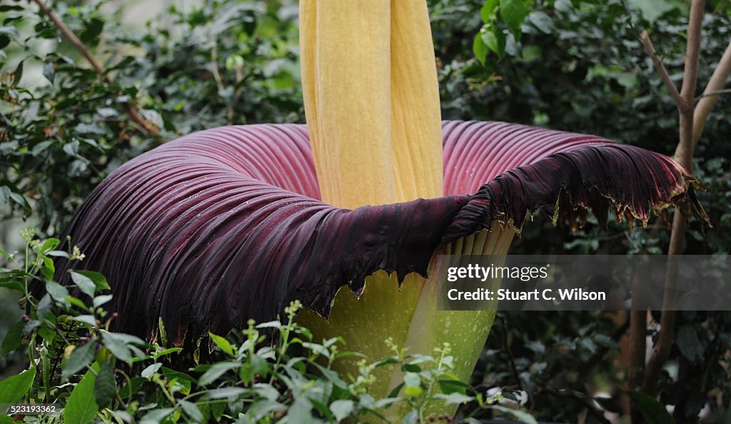 Kew Gardens Titan Arum, AKA The Big Stink, In Rare Full Bloom