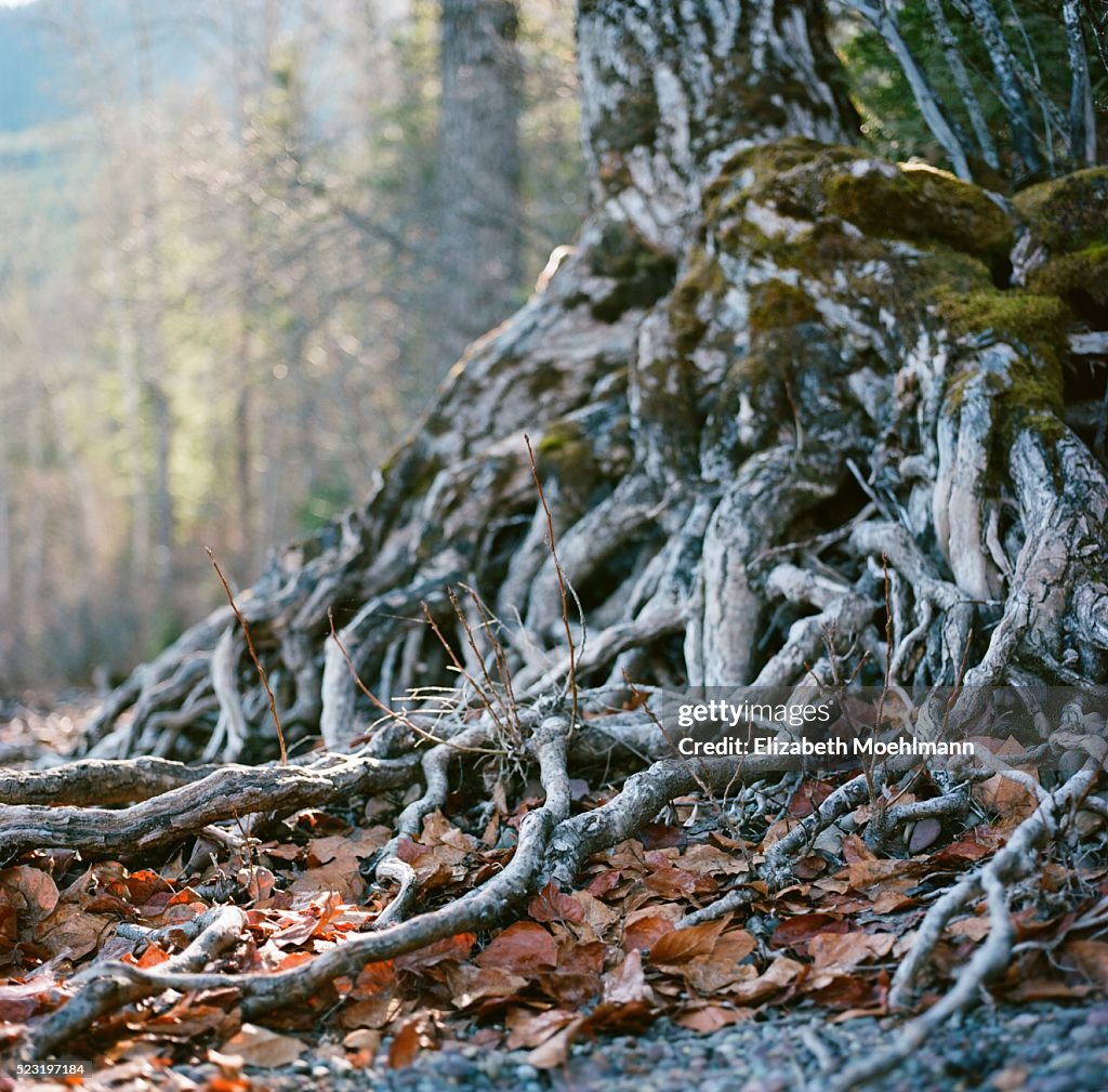 Alpine Tree Roots Montana Tree Roots High-Res Stock Photo - Getty Images