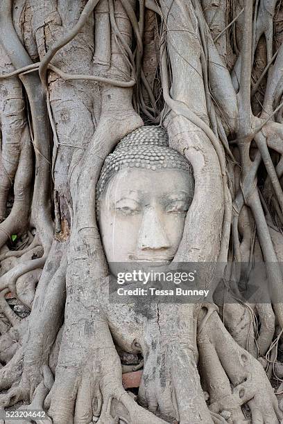 Sandstone Buddha head trapped in the roots of a Bodhi tree at Wat Phra Mahathat temple on 6th March 2016 in Ayuthaya, Northern Thailand. The head was...