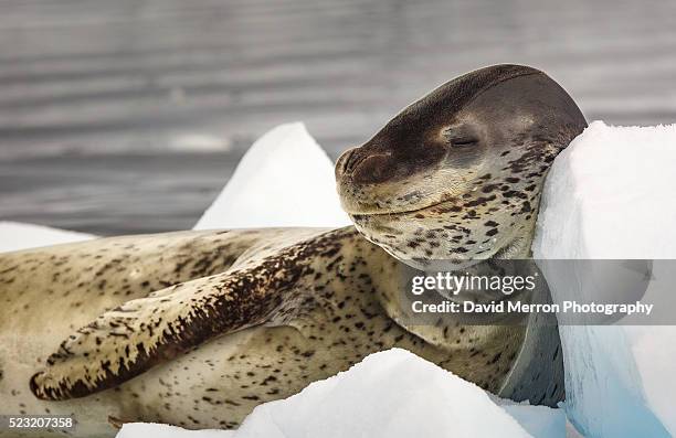 sweet dreams - leopard seal imagens e fotografias de stock