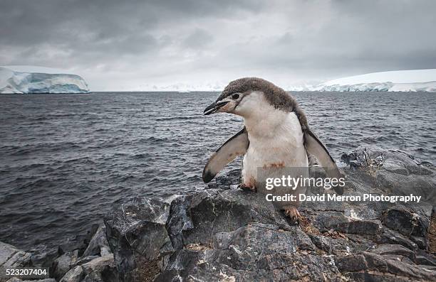 chinny - antarctica penguin stock-fotos und bilder