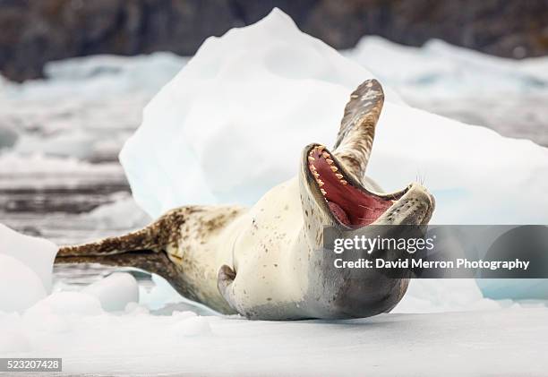 shout it out - leopard seal stock-fotos und bilder