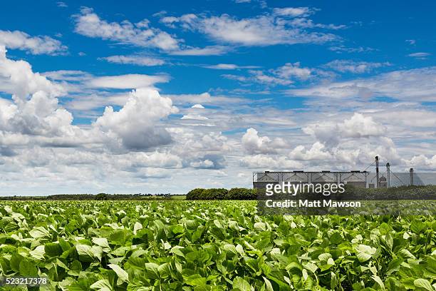 soybean fields in the mato grosso state brazil - soybean stock-fotos und bilder
