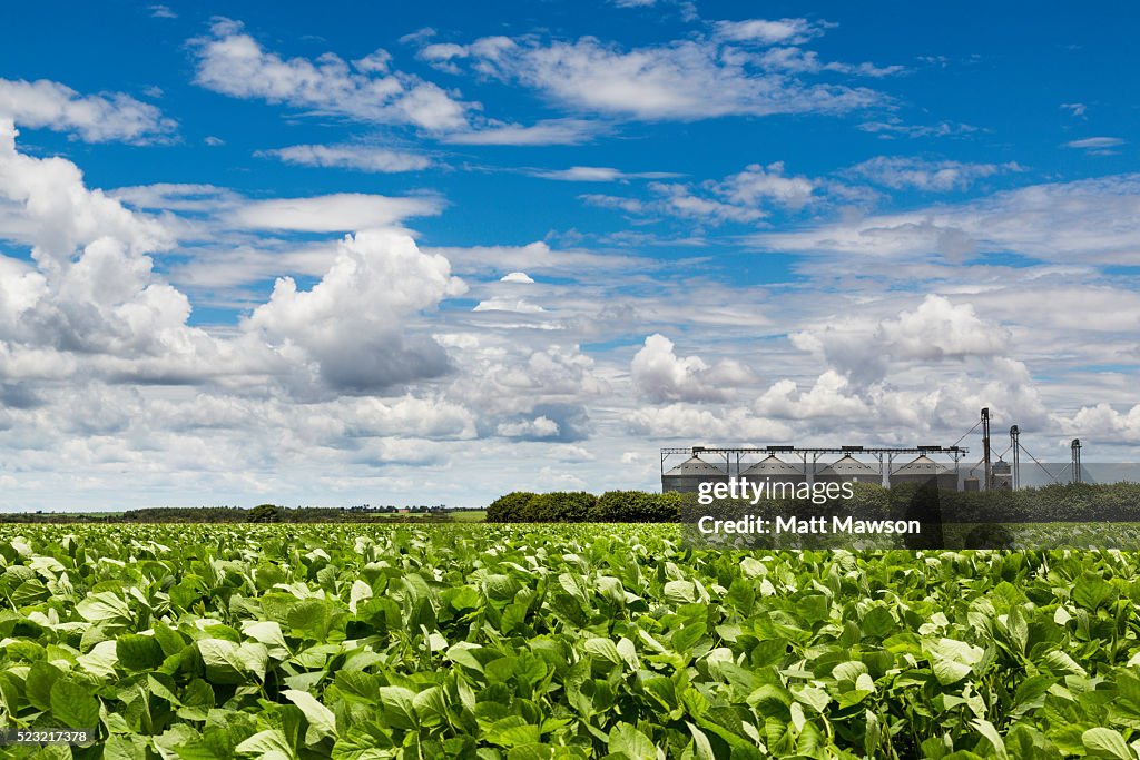 Soybean Fields in the Mato Grosso State Brazil
