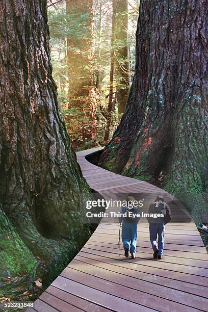 couple hiking amid huge tree trunks - senior women hiking stock pictures, royalty-free photos & images