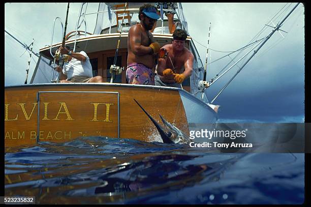 blue marlin caught on line - marlin stock pictures, royalty-free photos & images