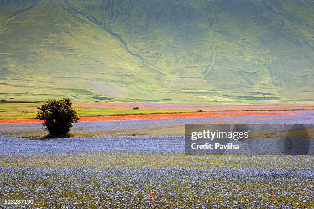 piano grande di castelluccio, village auf einem grünen hügel, italien - castelluccio di norcia stock-fotos und bilder