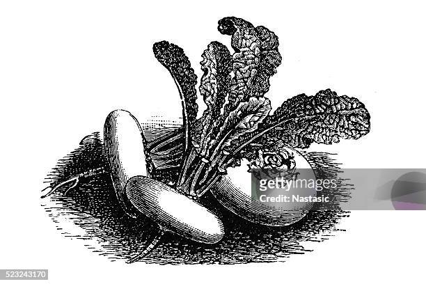 white, flat round turnip - rutabaga stock illustrations