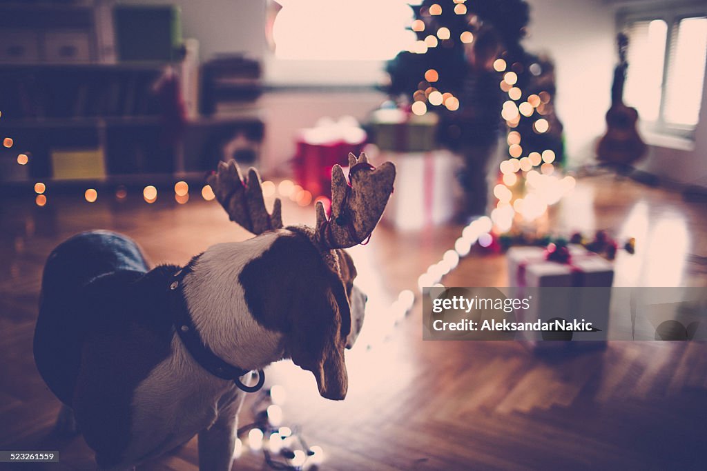 Reindeer, the red nose beagle dog