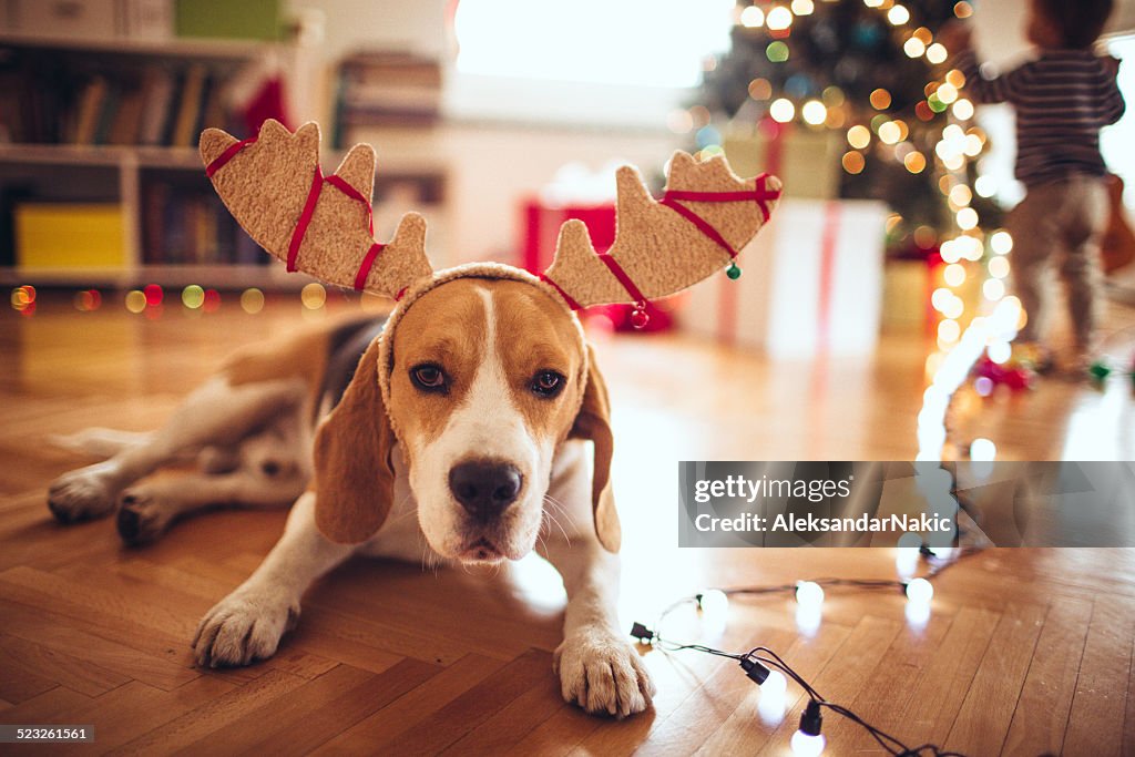 Cute dog dressed up as reindeer, the red-nose reindeer