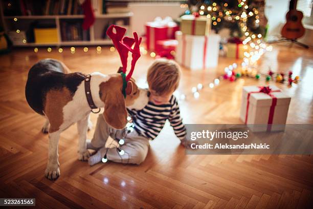 reindeer kissing a little boy for christmas - christmas puppy stock pictures, royalty-free photos & images